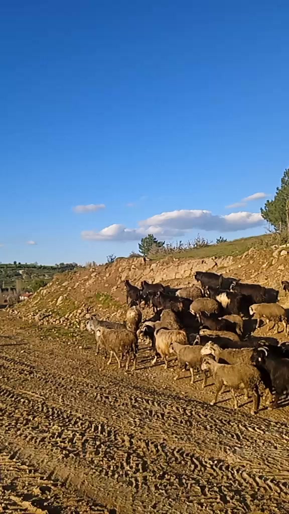 @Osman Eğilmez
