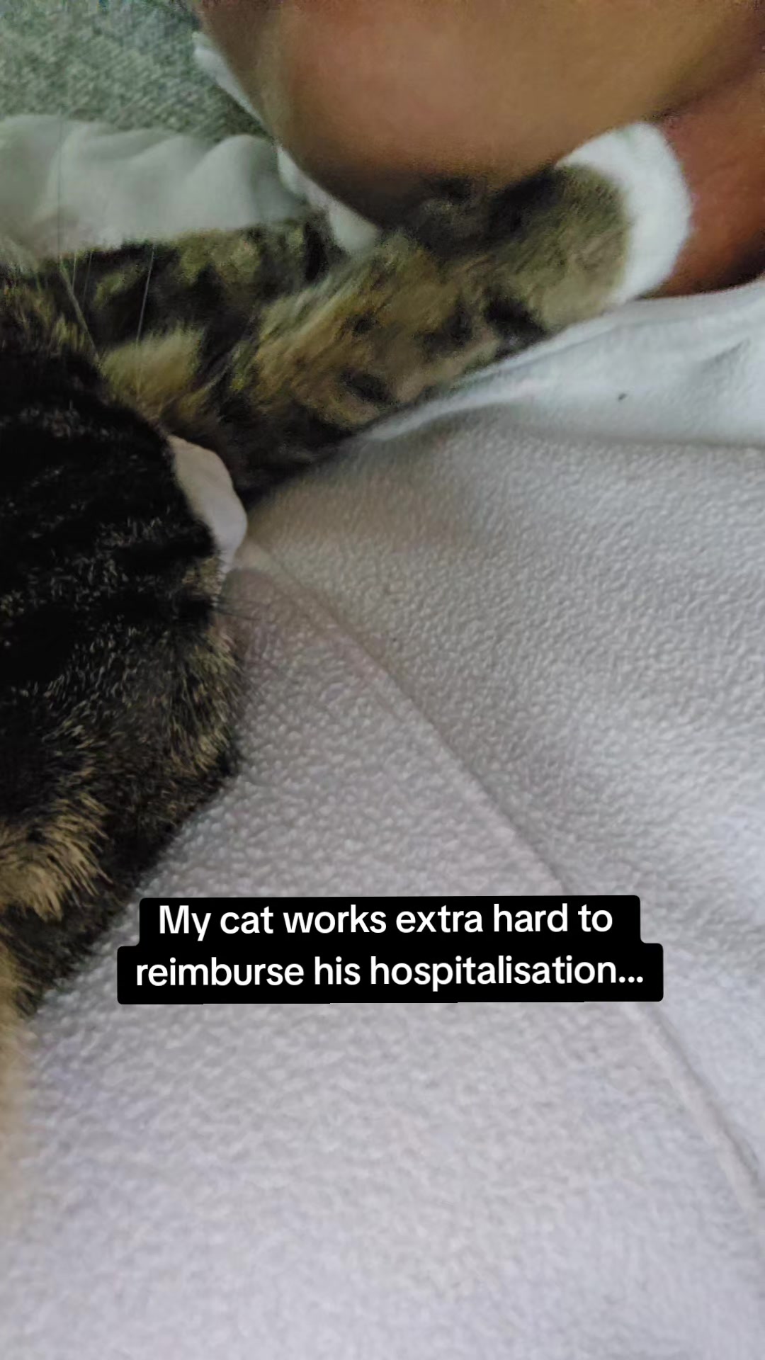 @crazy_catlady🇨🇦