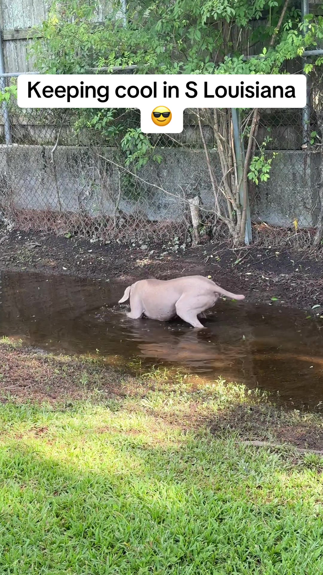 @Zoey the Weim