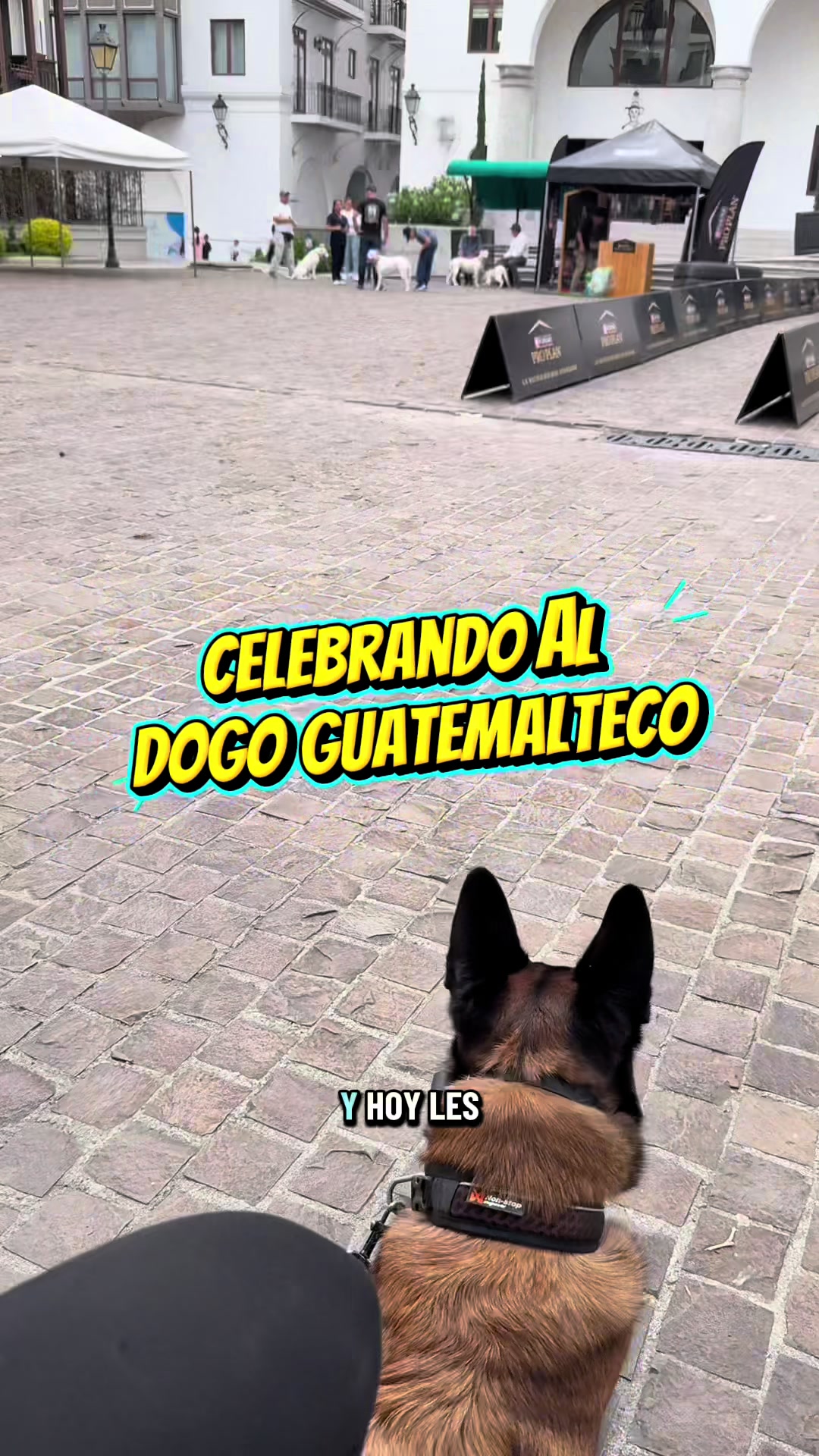 @simon_elmalinois