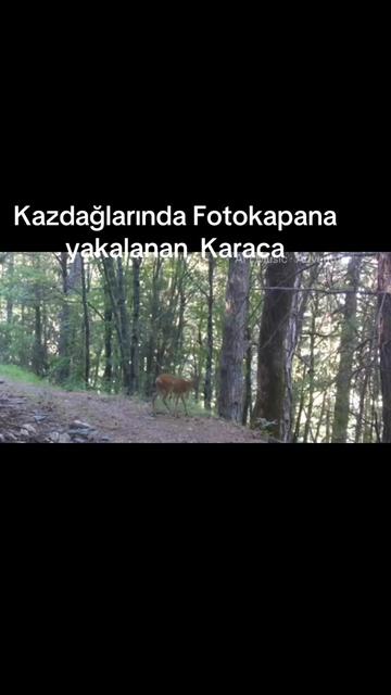 @K&Ouml;RFEZİN NABZI