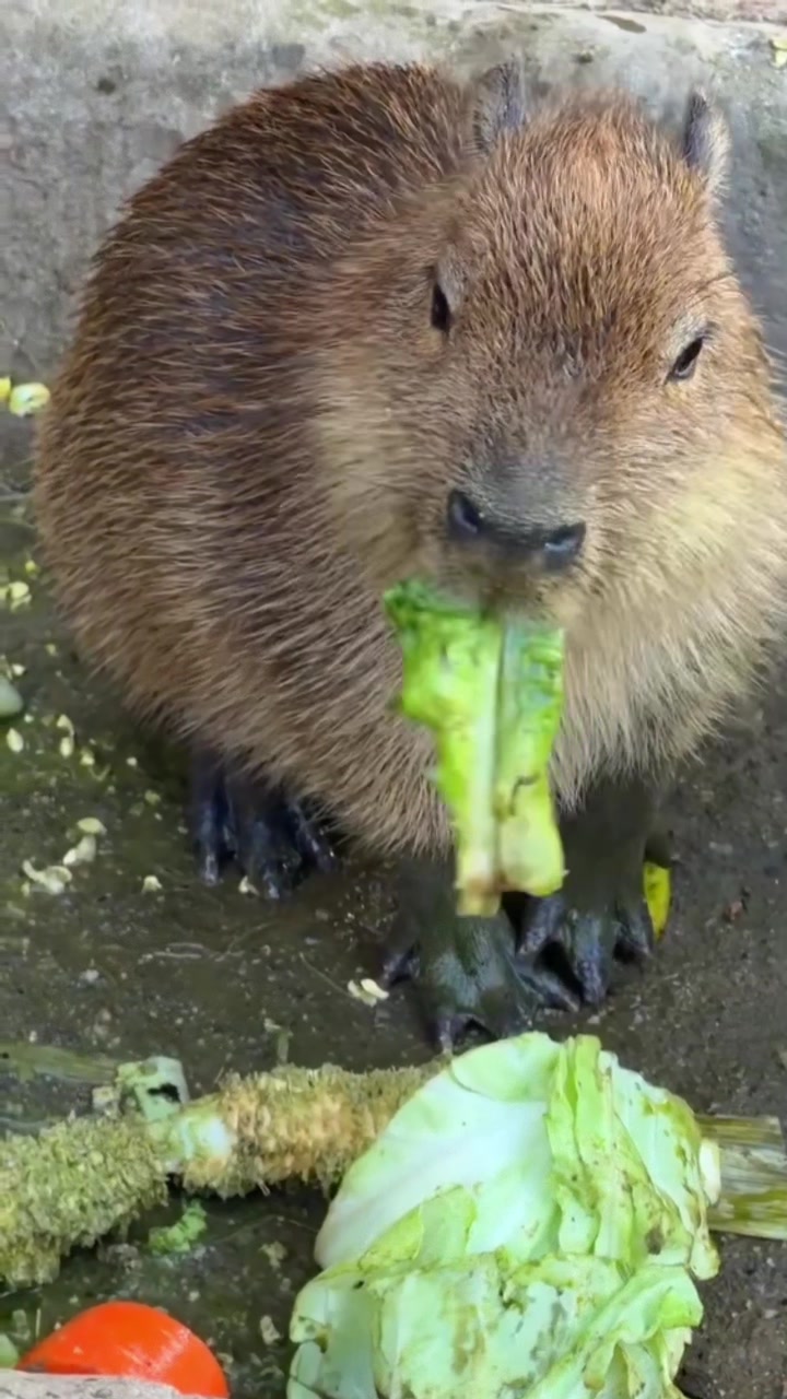 @Capybarabaramedia