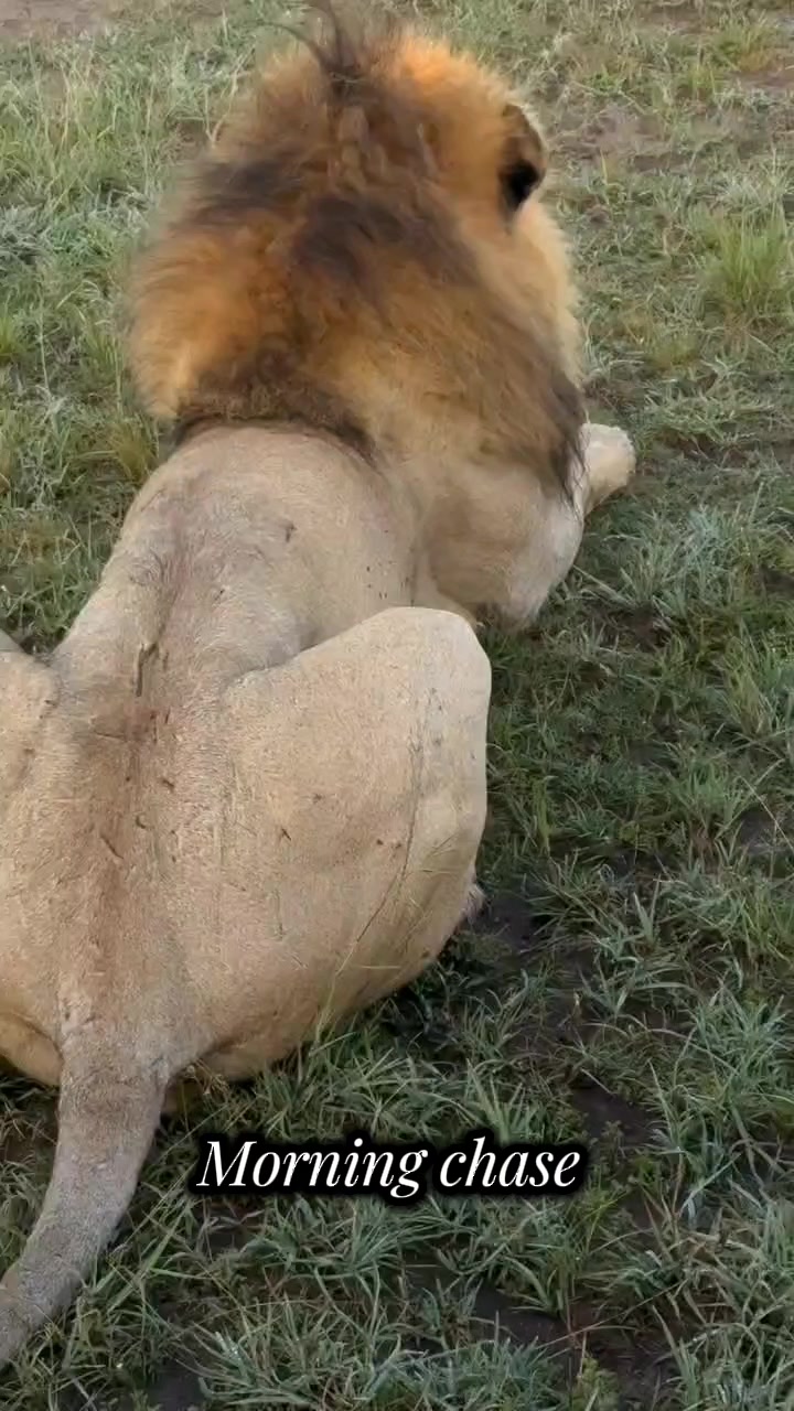 @Leonie 🦁 (Orpadan's version)