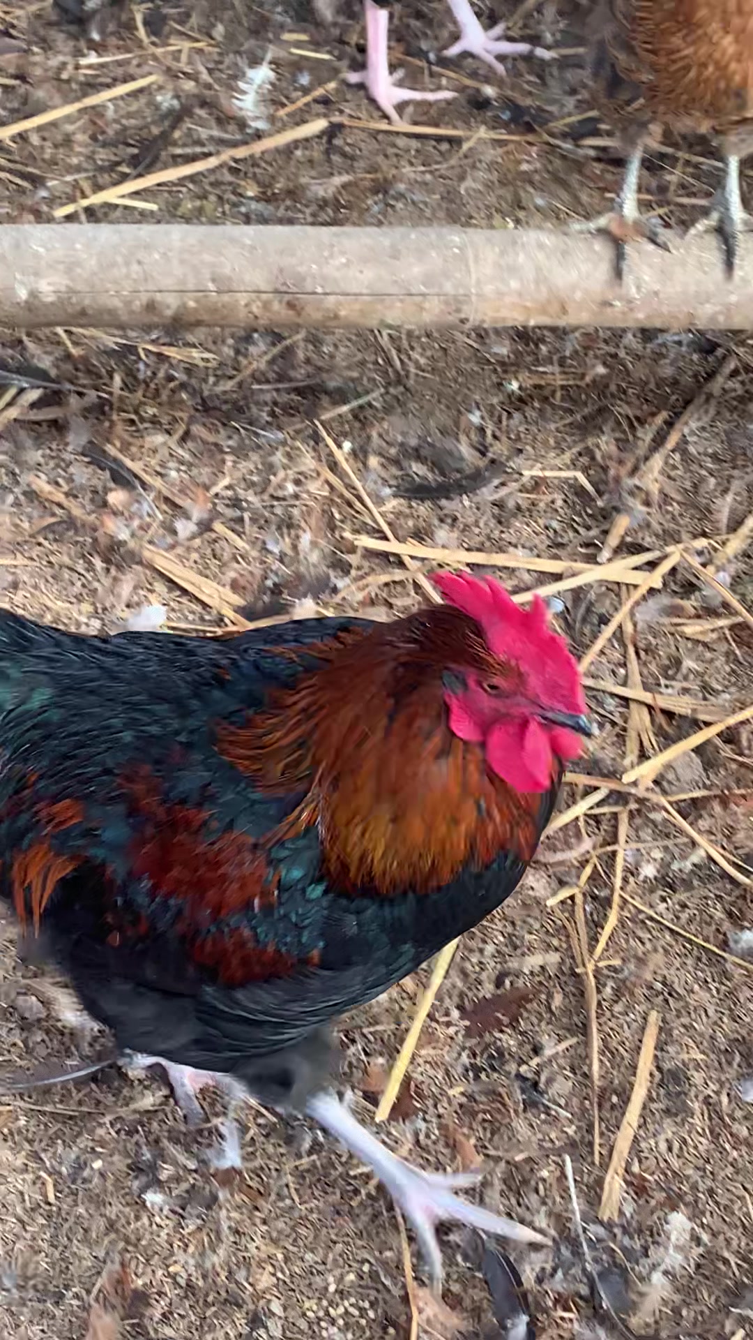 @Poudel Poultry Farm 🐔