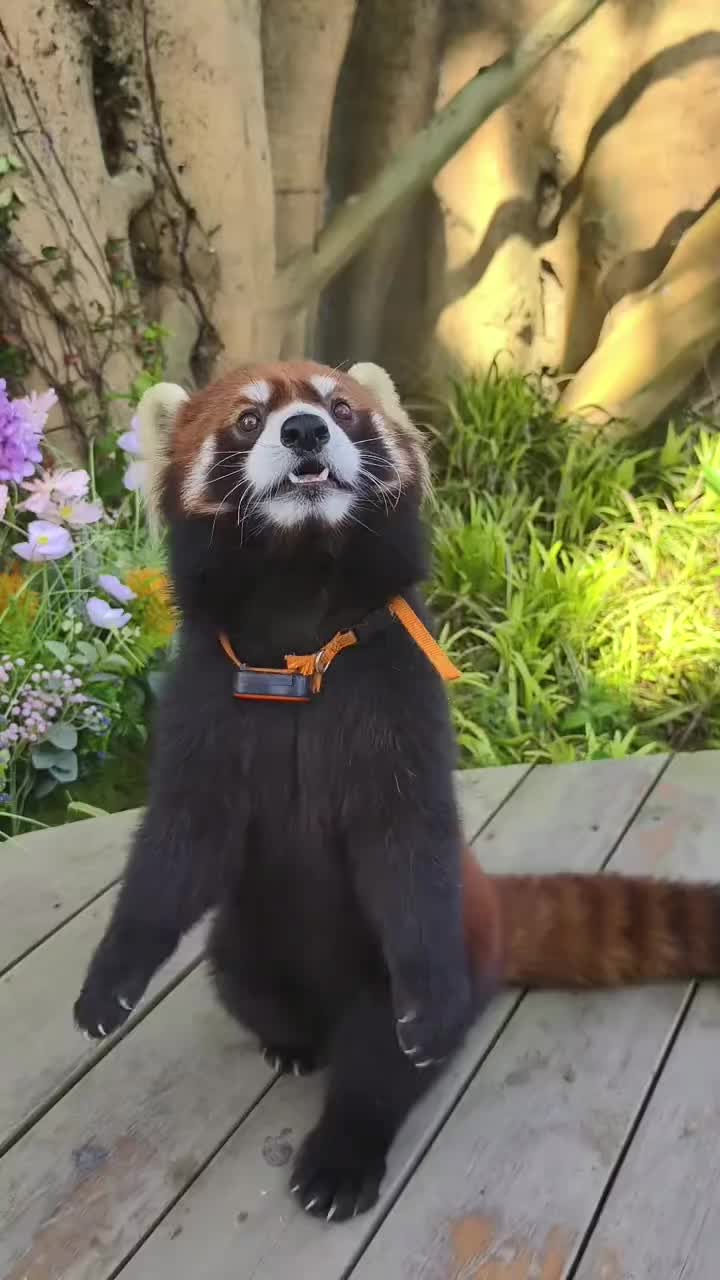 @littlepanda6487