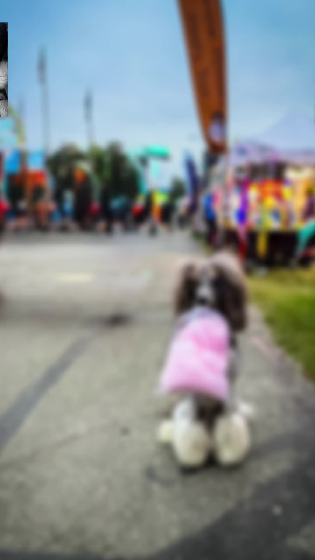 @Luxe The Adventure Poodle