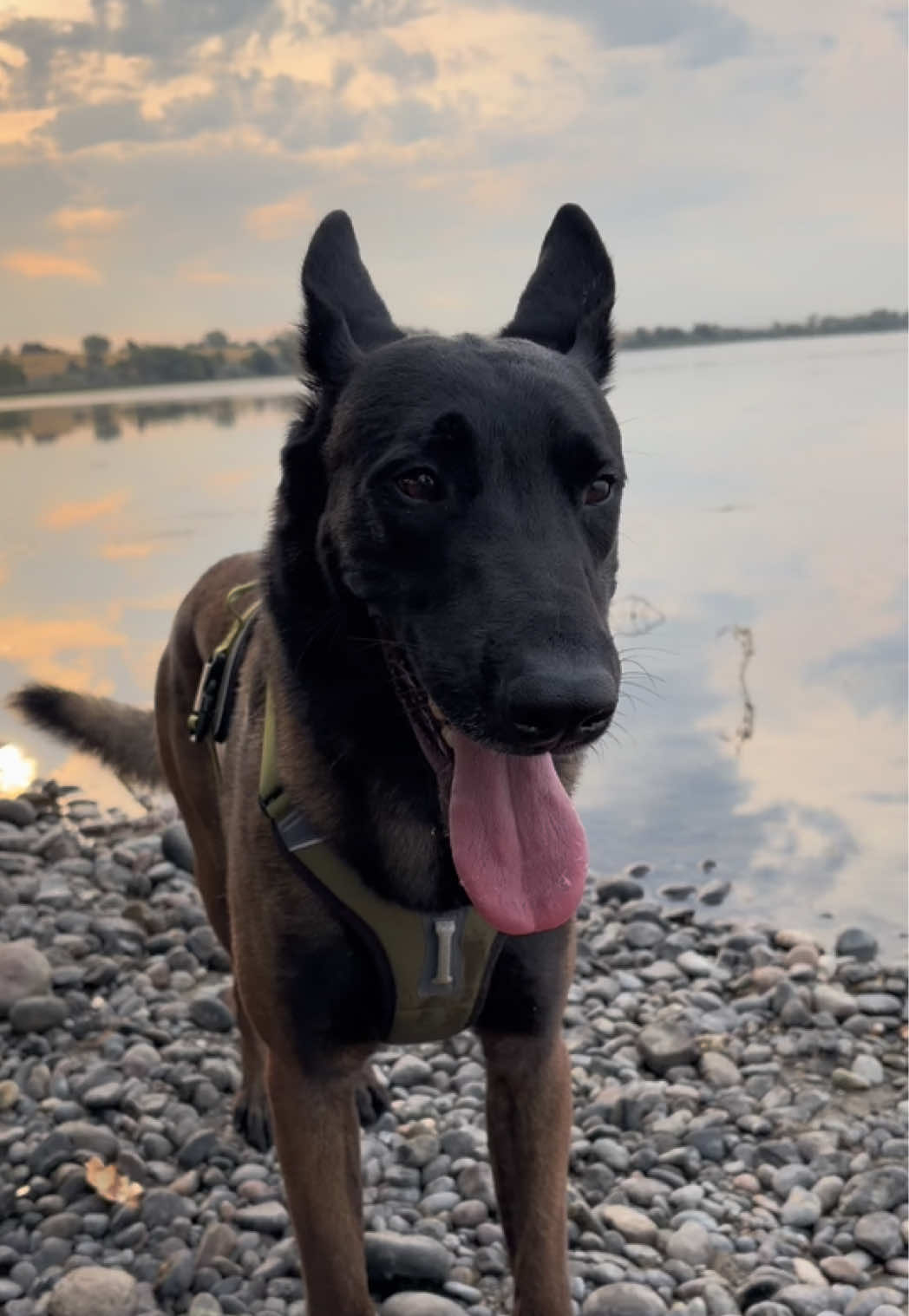 @bolo_belgianmalinois
