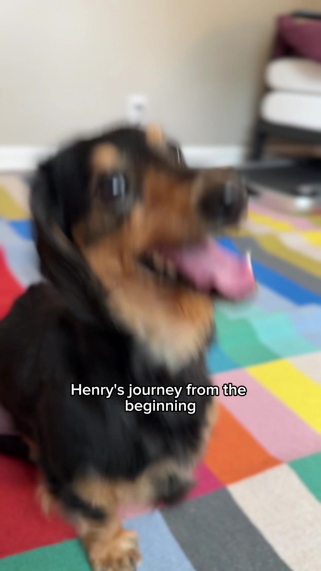 @Henry the mini dachshund