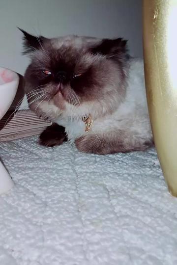 @🇹🇷😻PABLO🇹🇷😻
