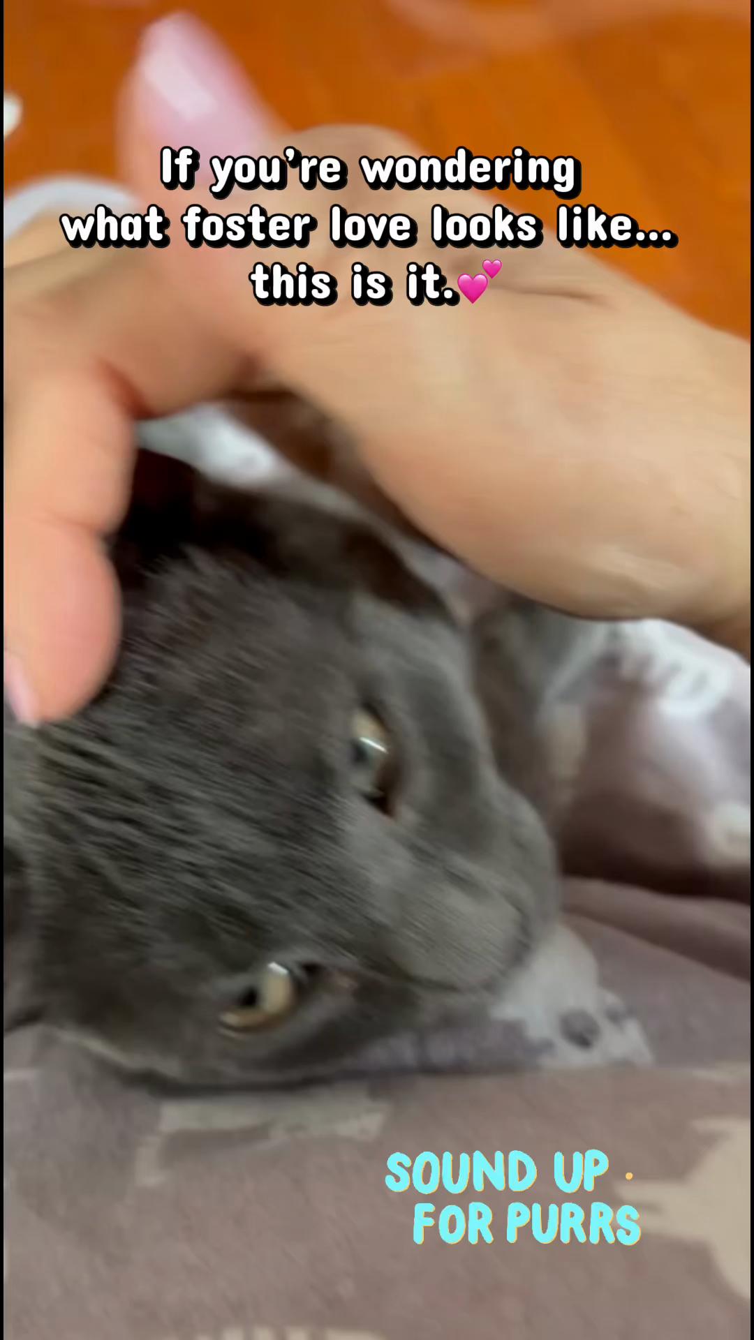 @North Toronto Cat Rescue