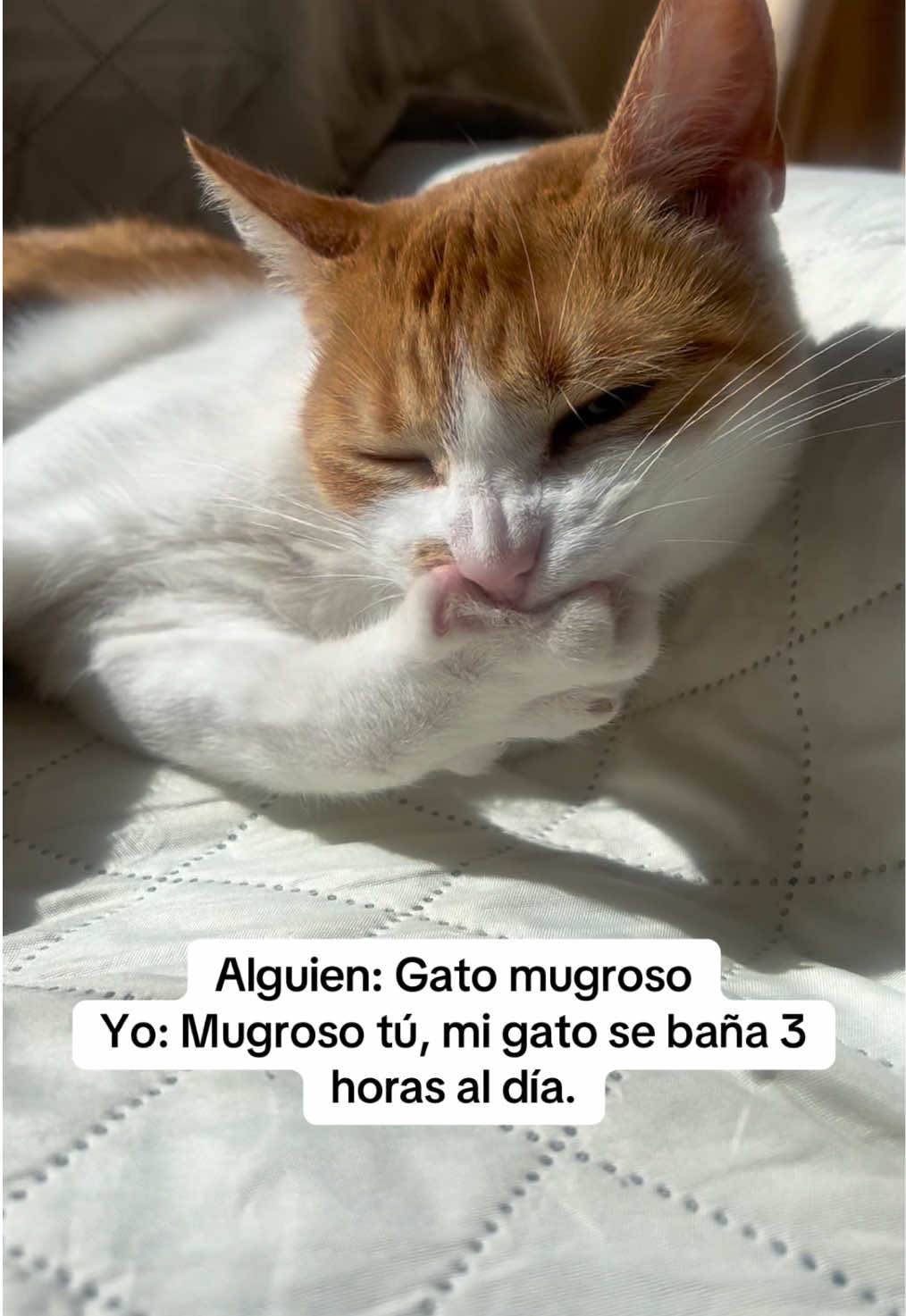 @Las Chubys