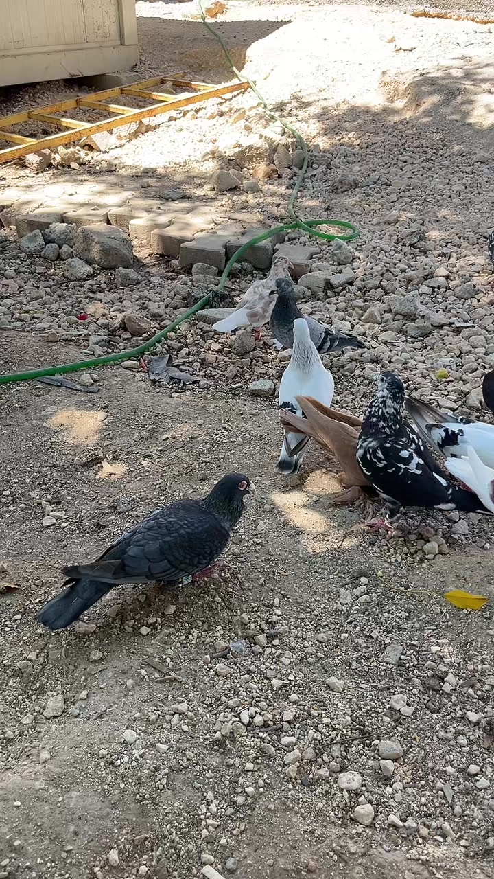 @başkoo♻️