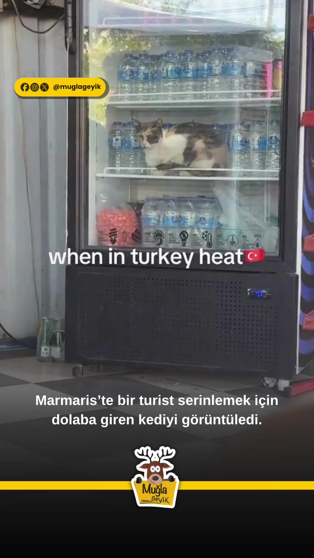 @Muğla Geyik