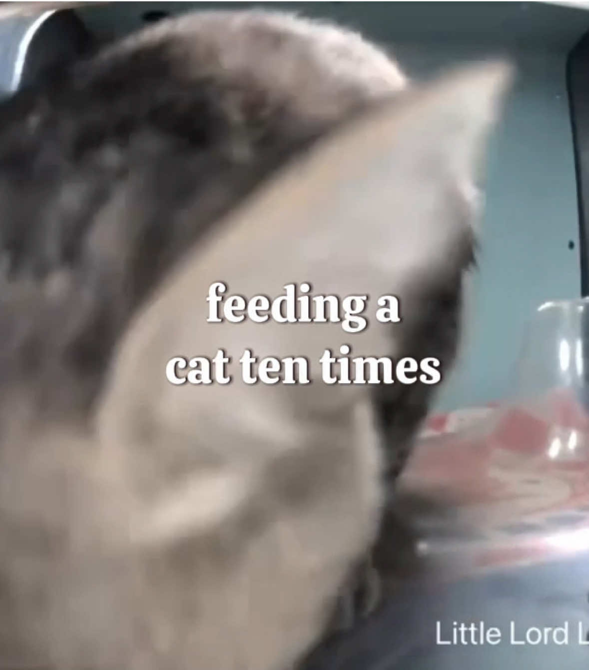 @purrrr