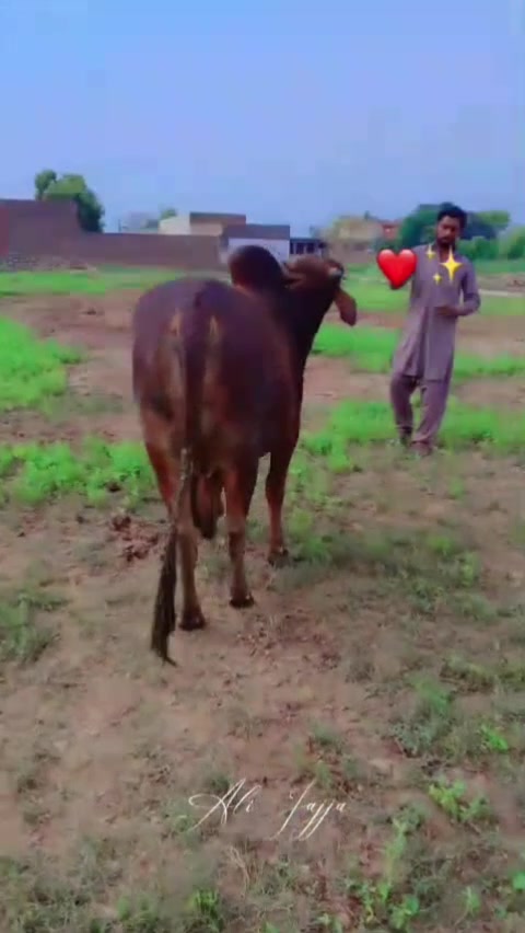 @Sajjad jajja 🇵🇰♥️🇸🇦♥️🥷