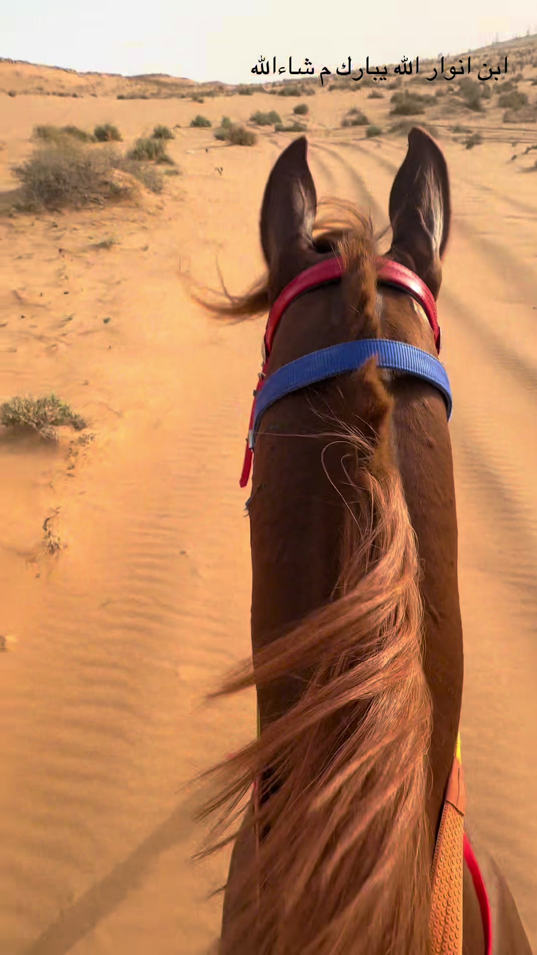 @عبدالله حمد التميمي jockey🏇🏿