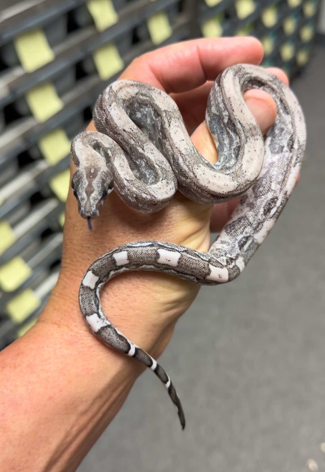 @Snake Country