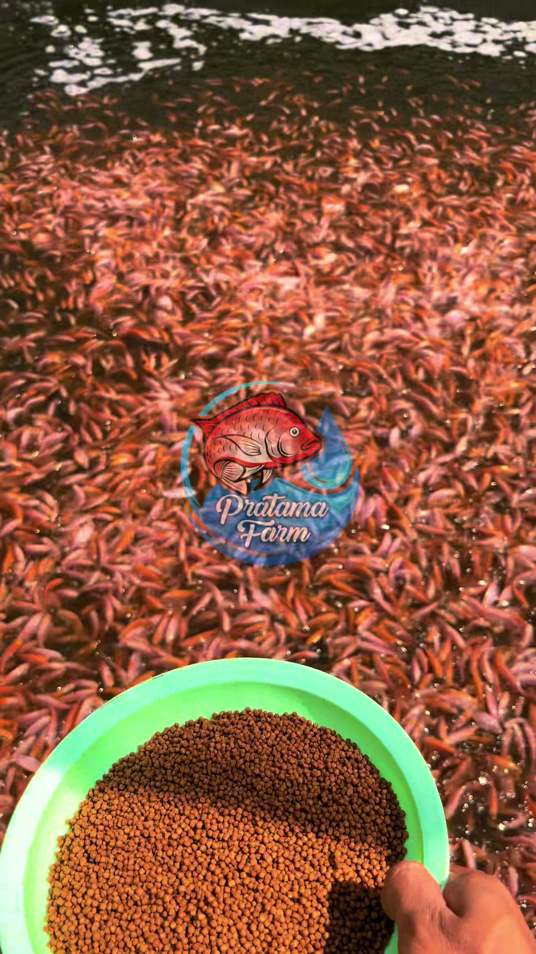 @Pratama Farm