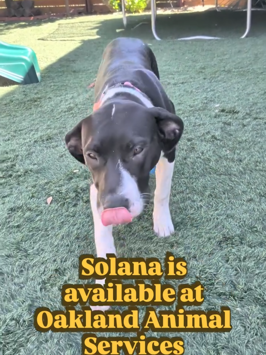 @Oakland Animal Services