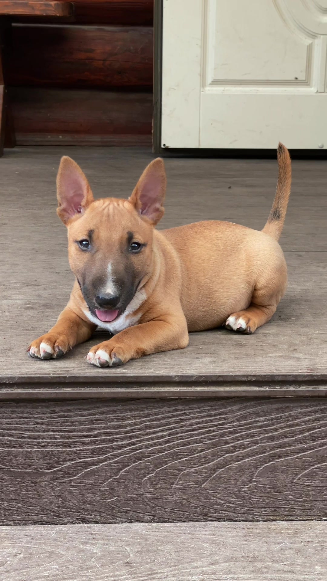 @Terra_Viva_minibullterrier