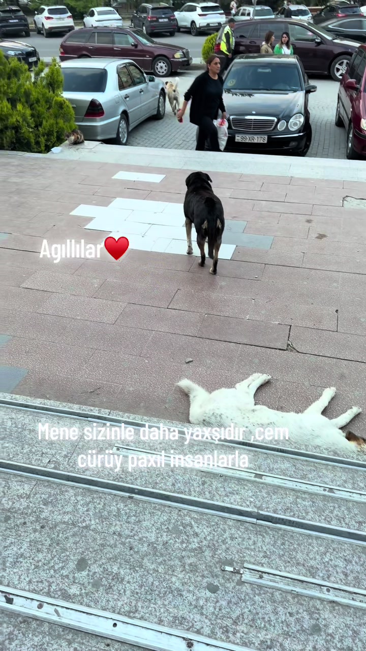 @SAHİBSİZ-HEYVANLARA-DESTEK