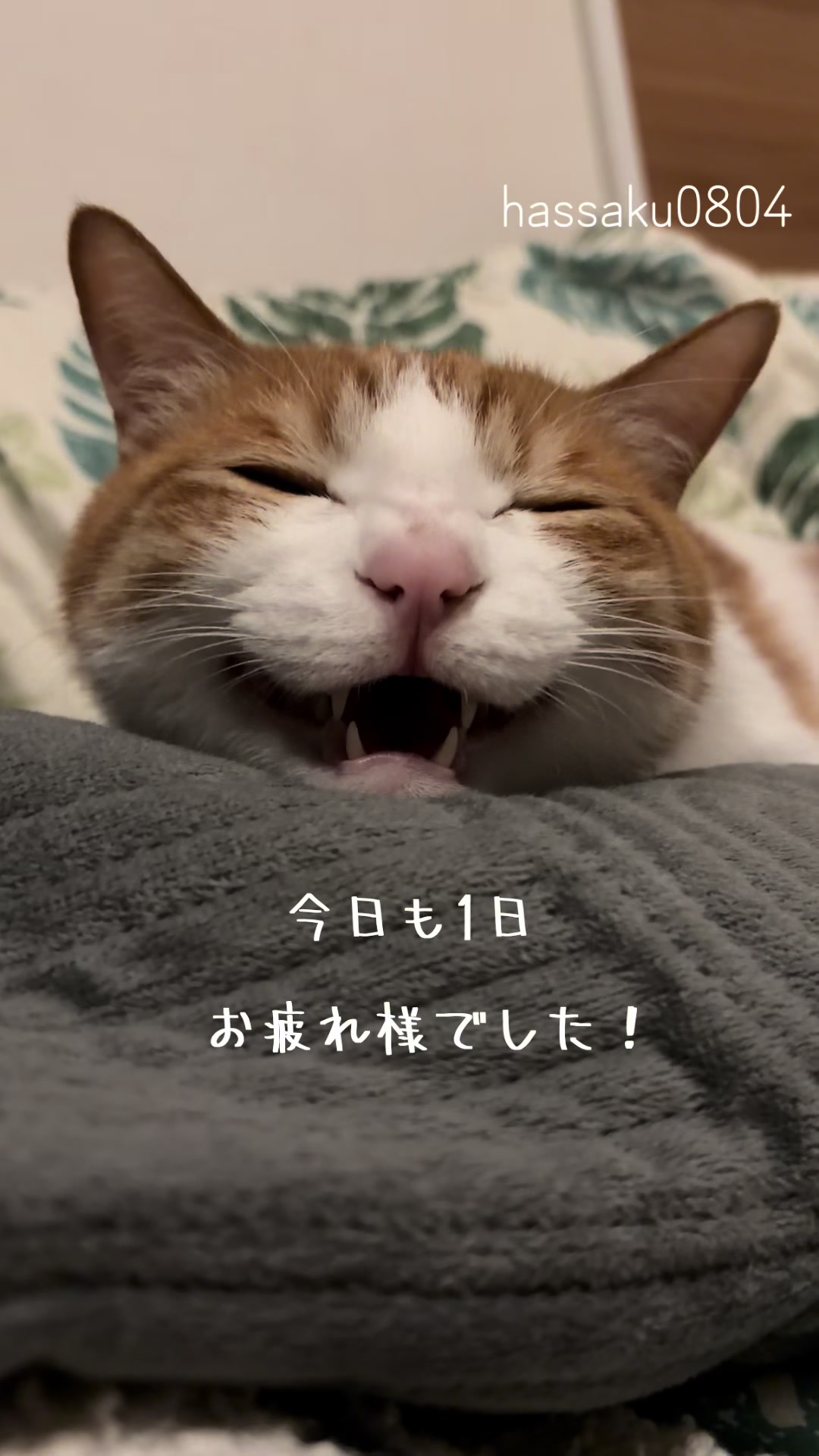 @猫のはっさく