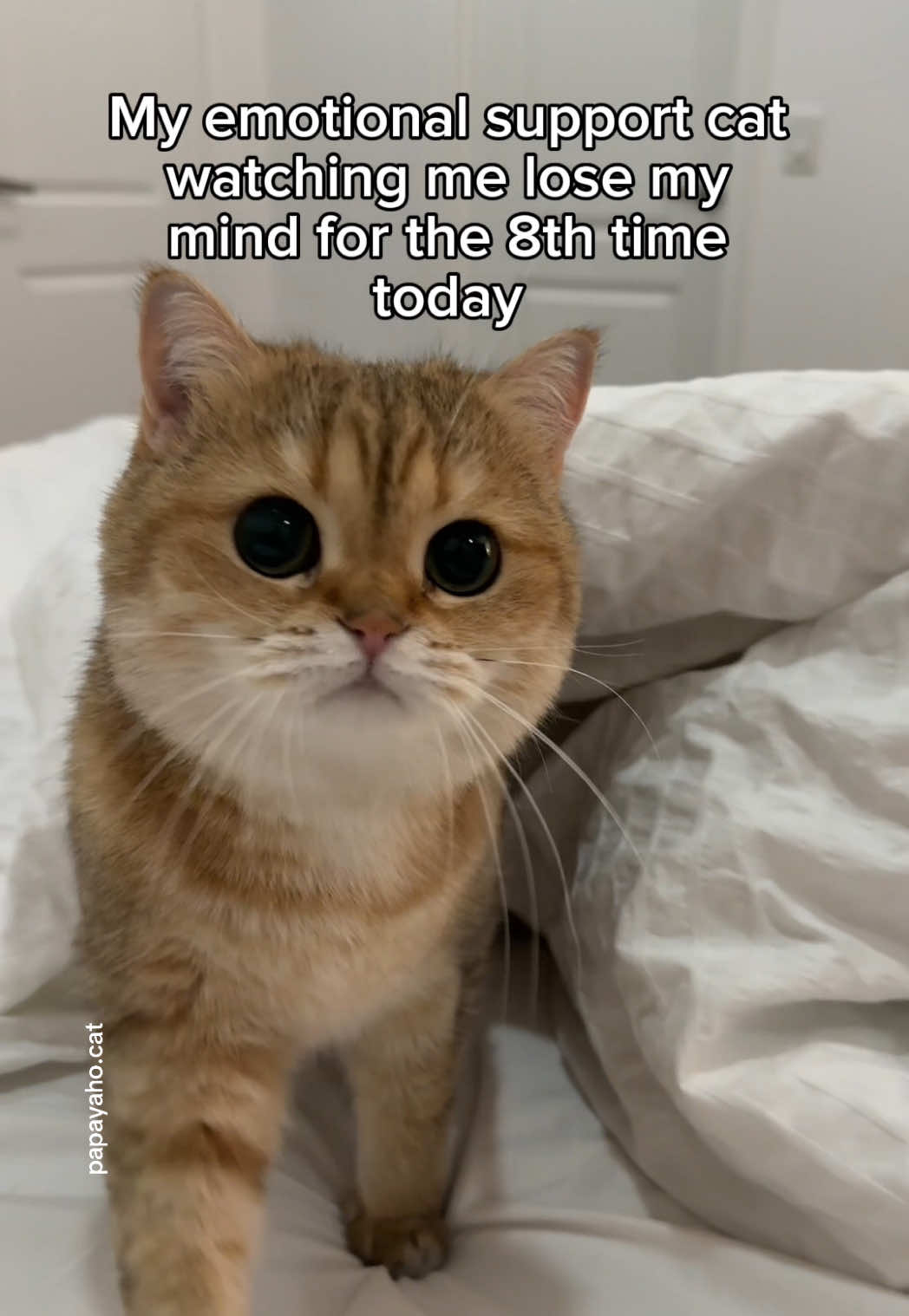 @Papaya the Cat
