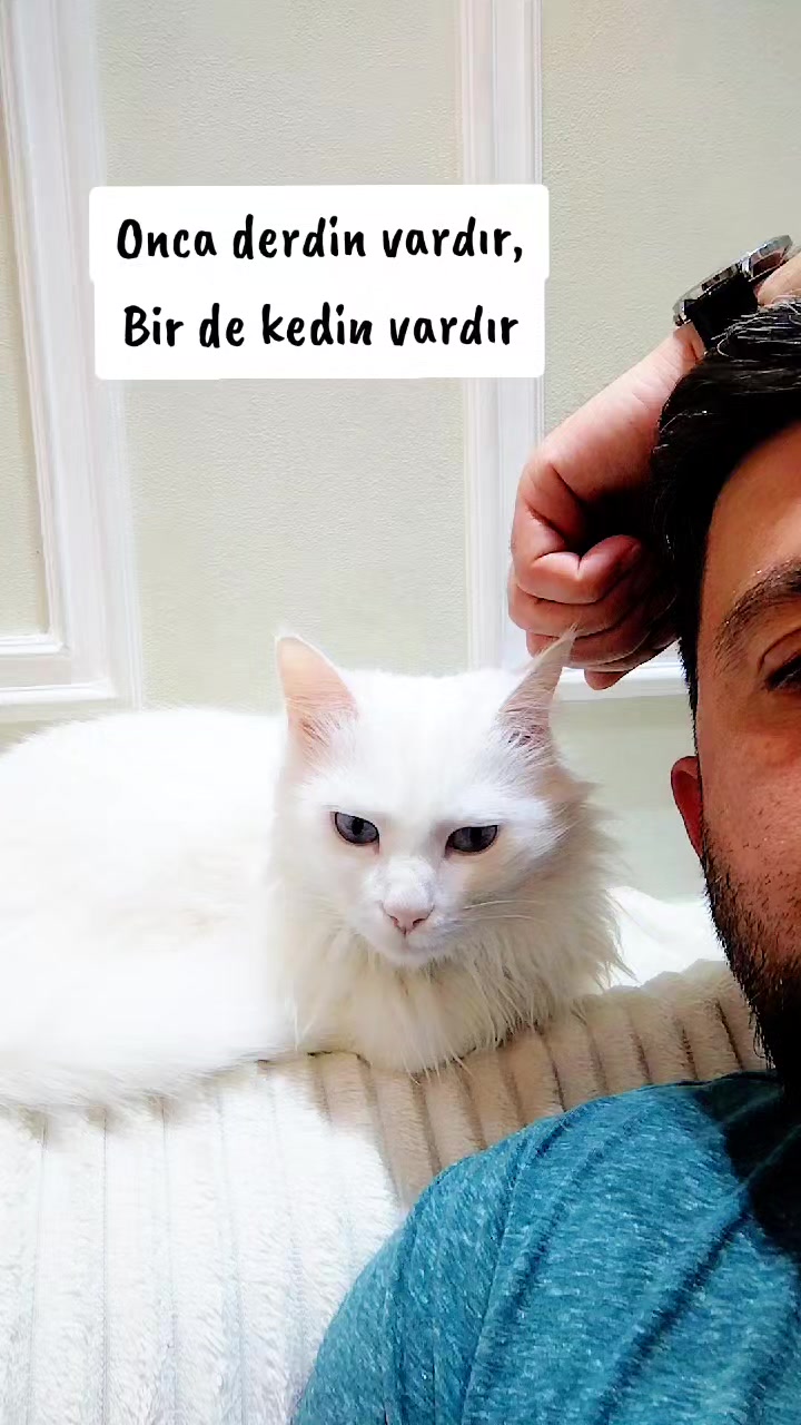 @Kedi_BULUT