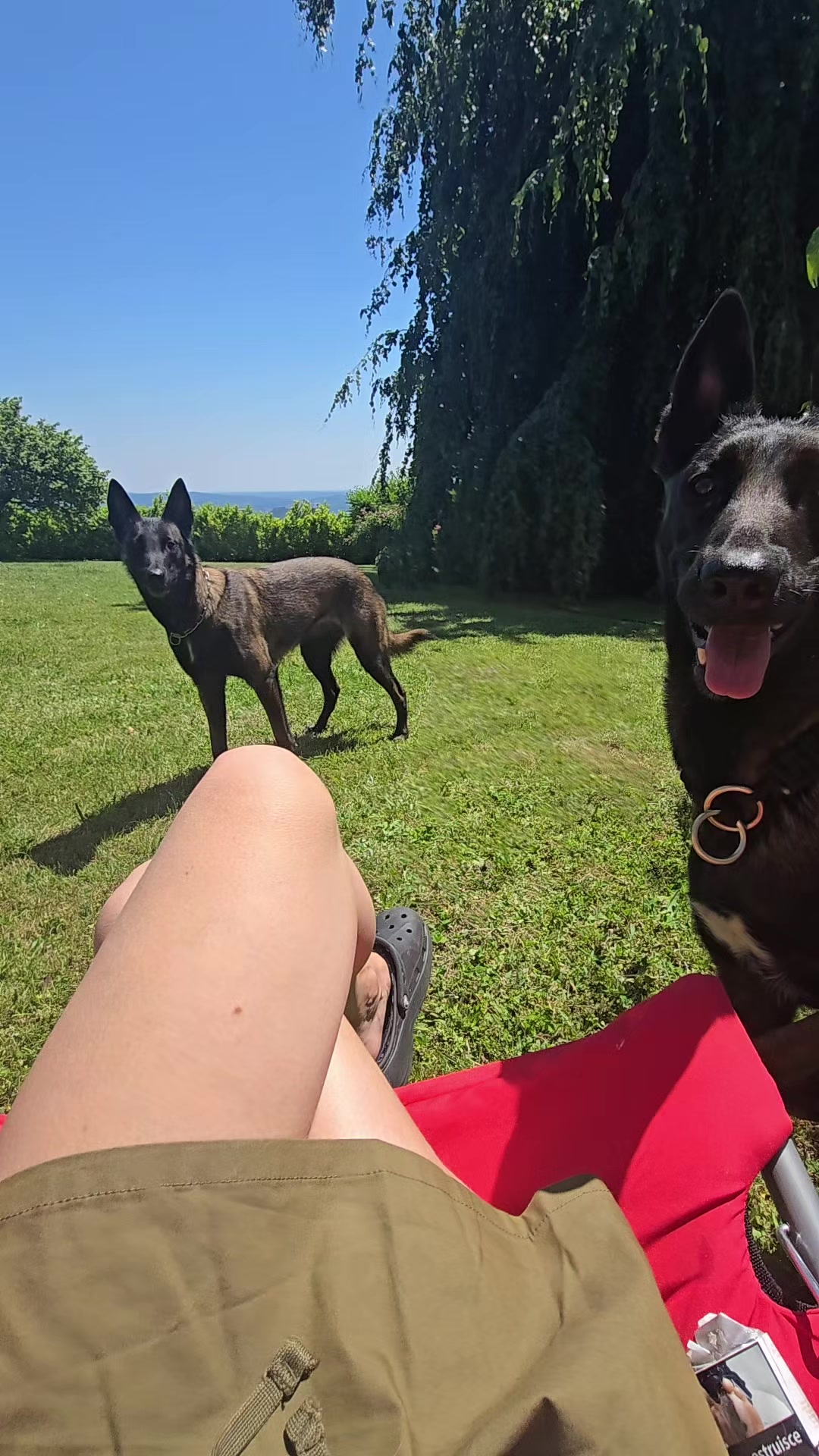 @Morgè_Malinois
