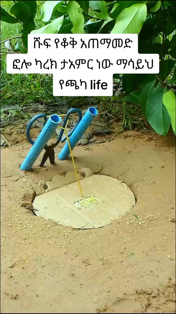 @የጫካው ቀበጥ