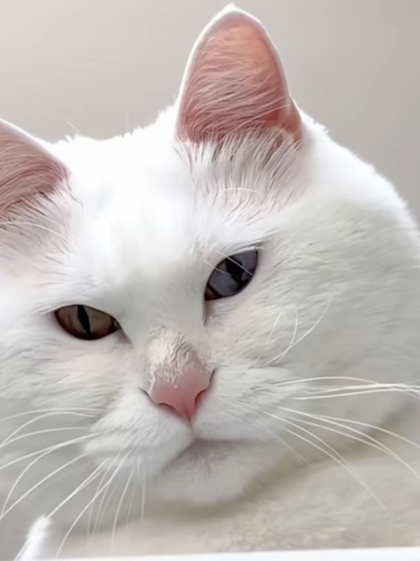 @Vitamin Meoww