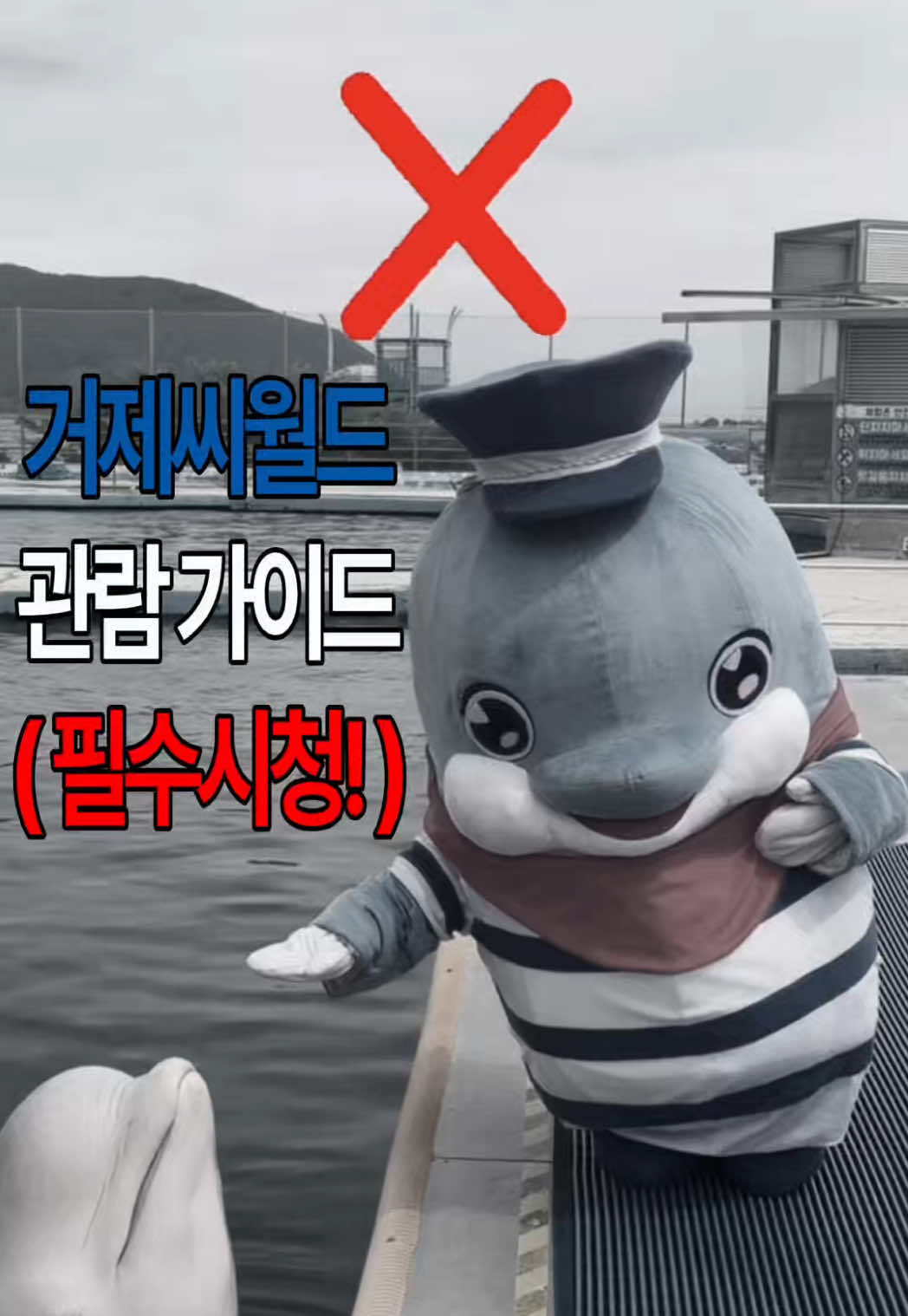 @DolphinTok