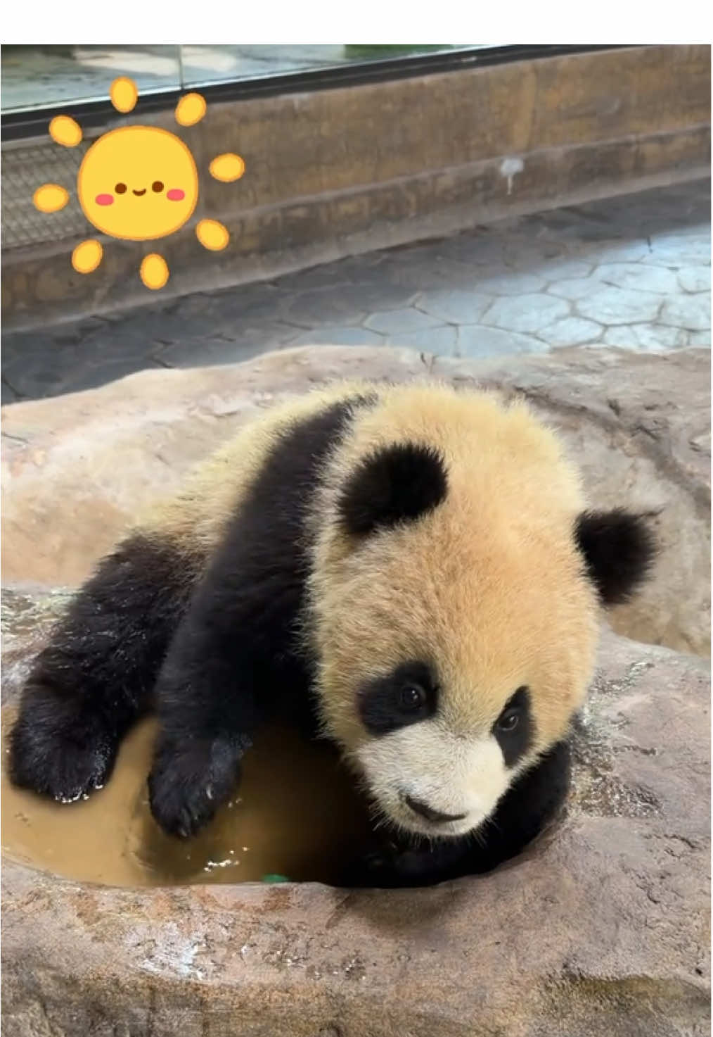 @熊猫妹珠🐼