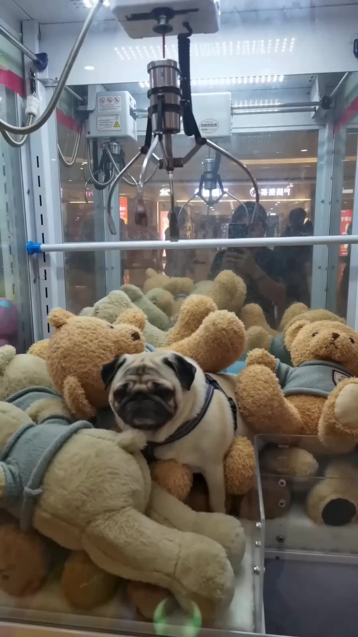 @Lucas The Pug
