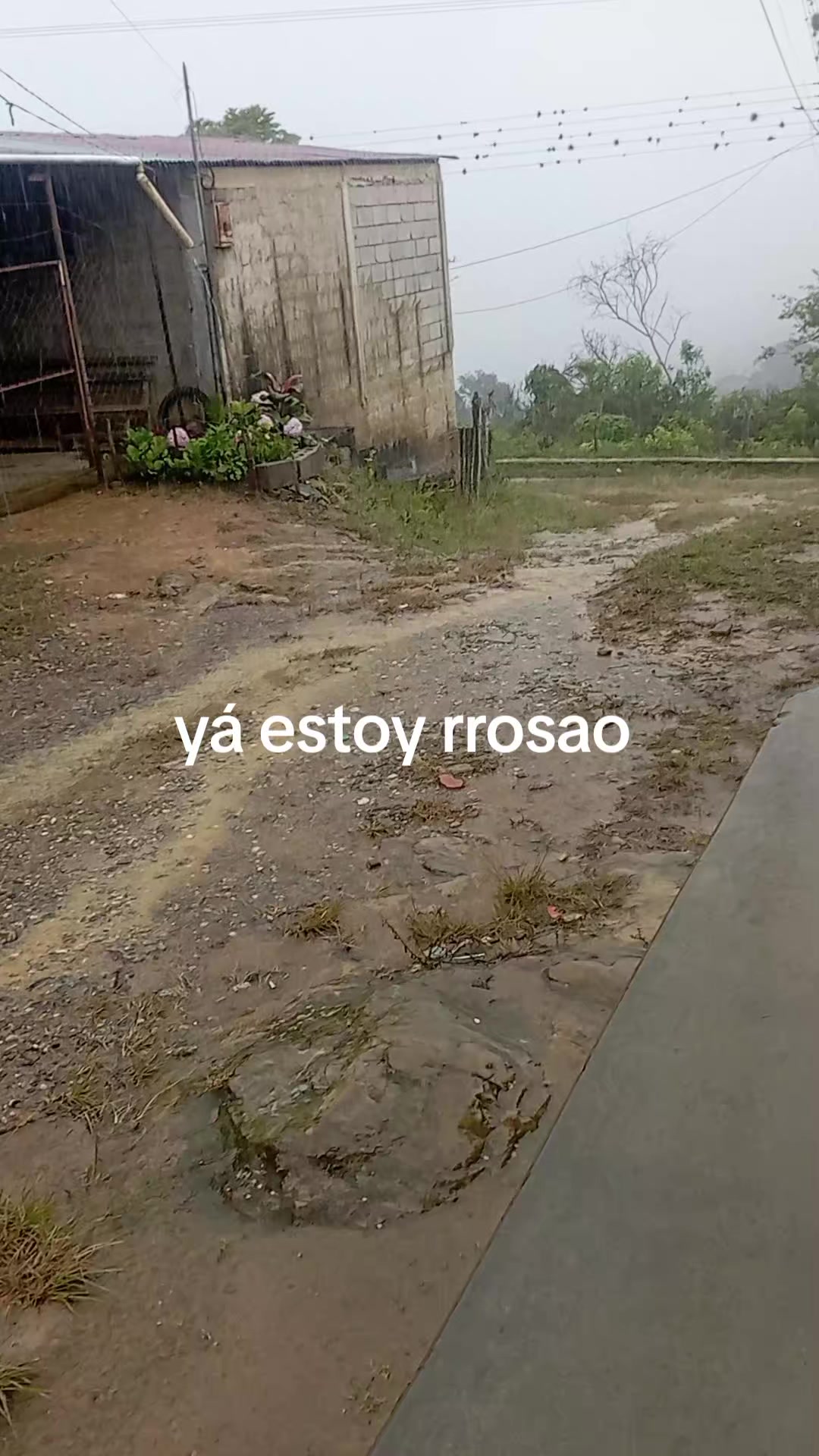 @el cuti leo