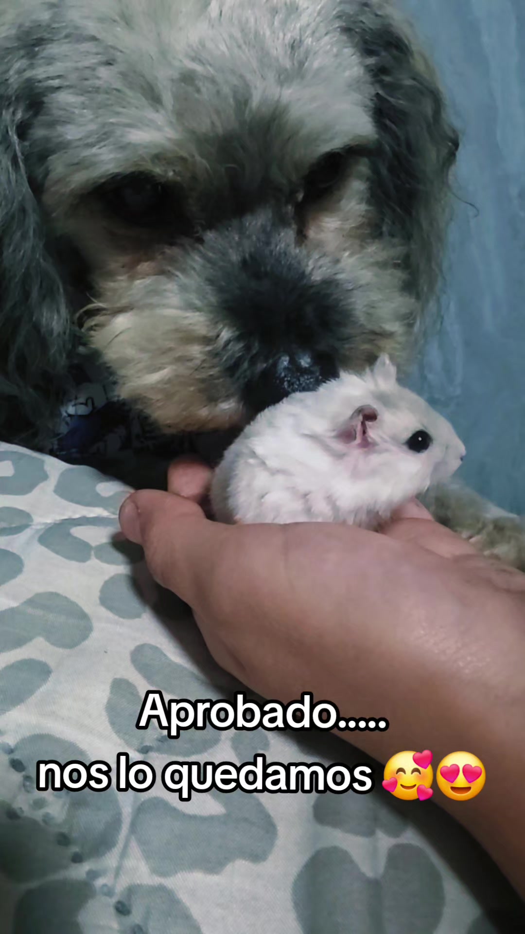@✨️✨️Juanis✨️✨️