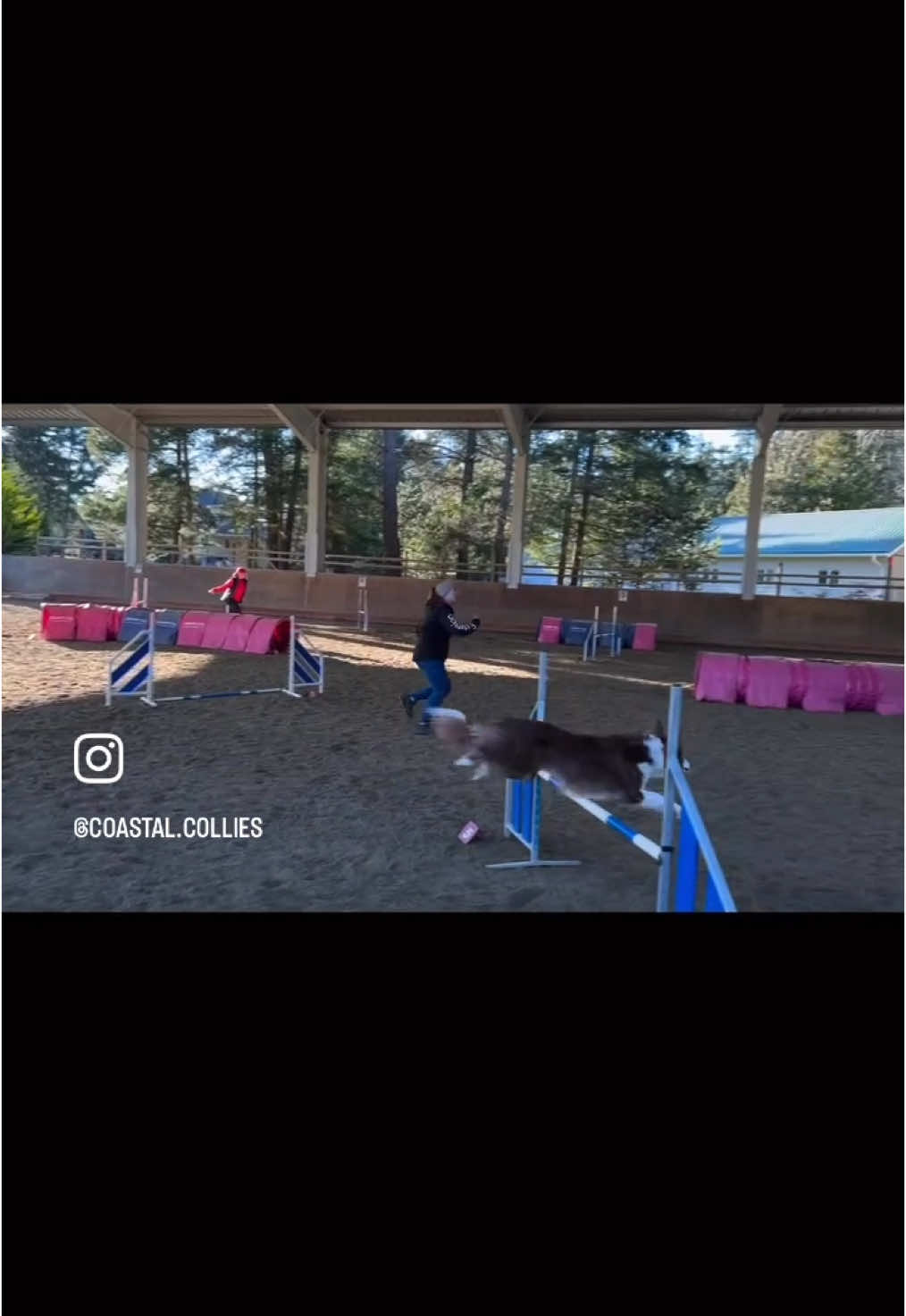 @Coastal Collies