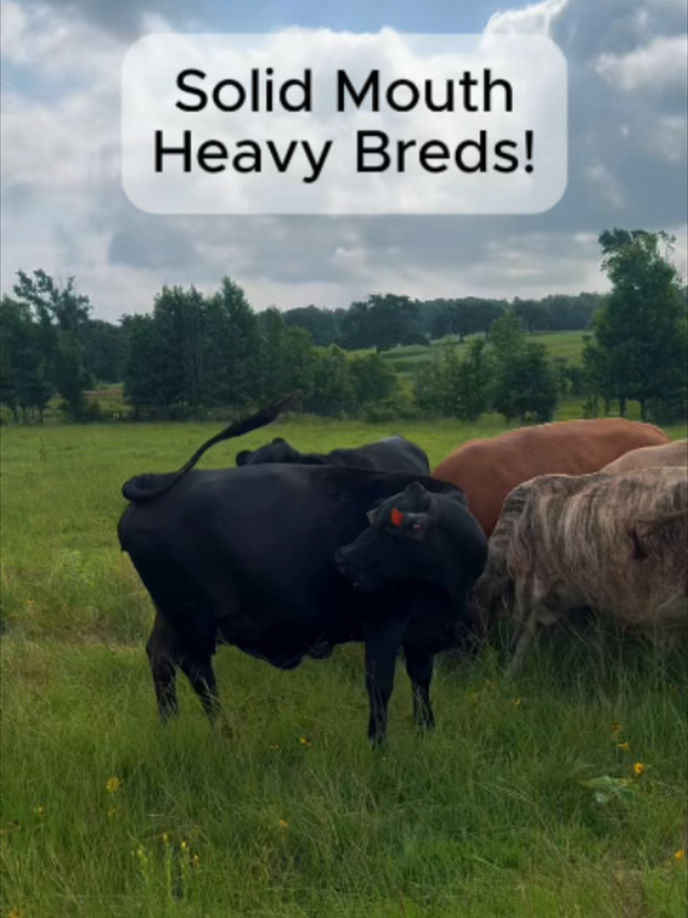 @Rutherford Land and Cattle