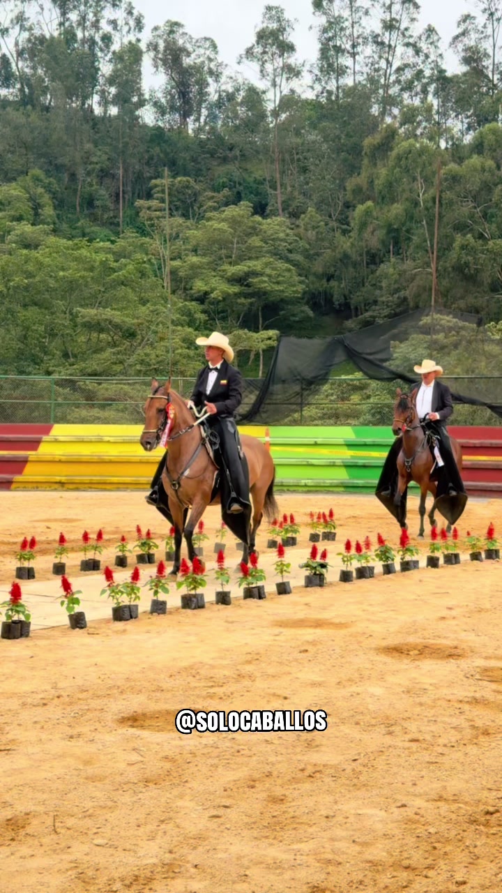 @Solo Caballos