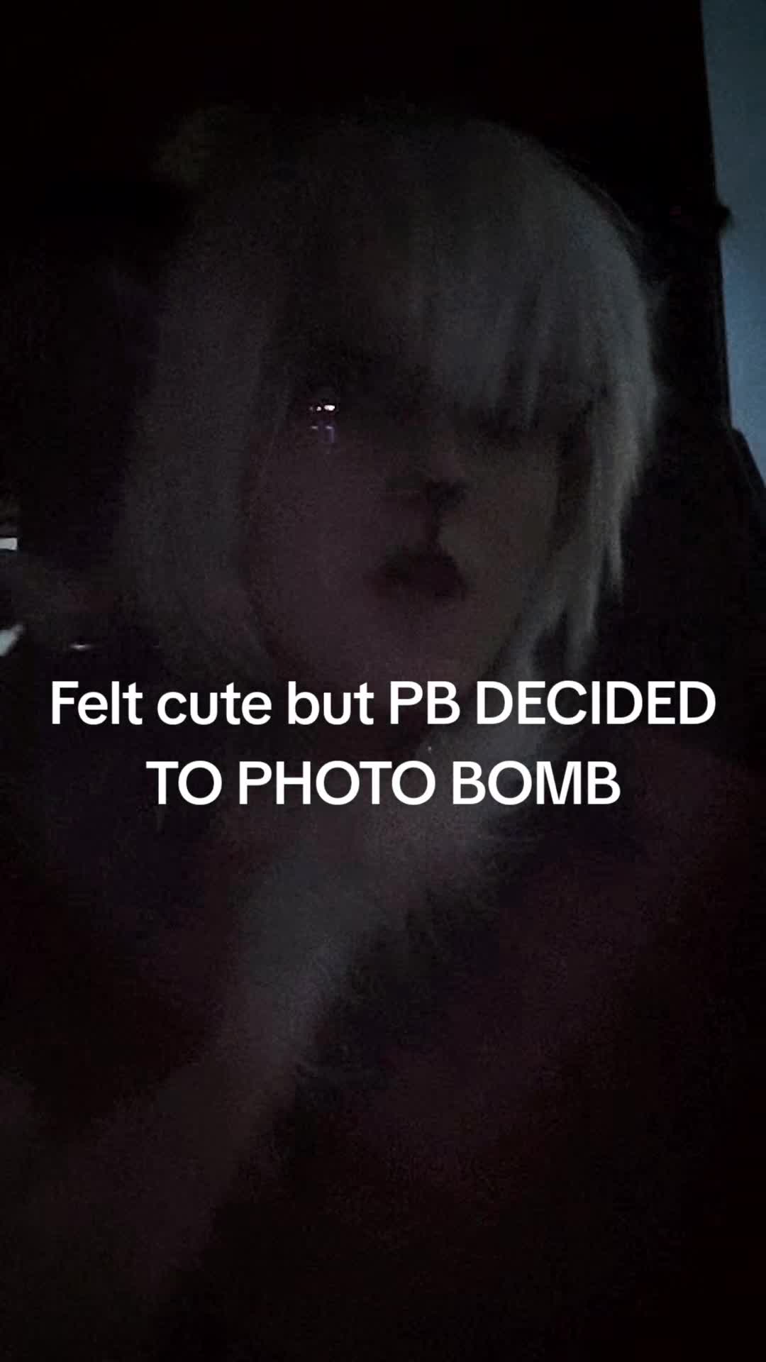 @𐔌   .  ⋮ GNARPY  .ᐟ  ֹ   ₊