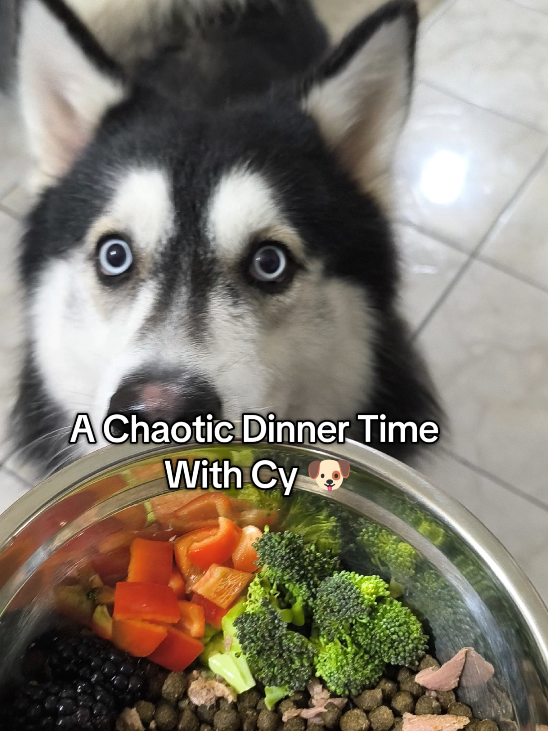 @cythehusky