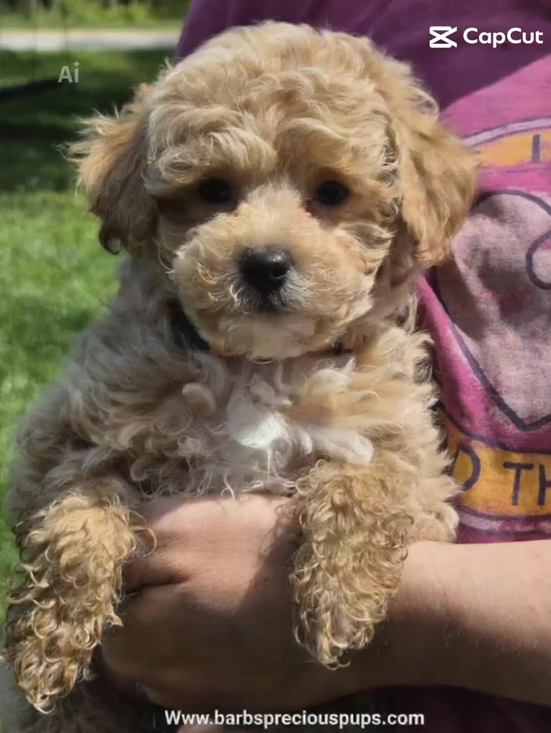 @Barb's Precious Pups