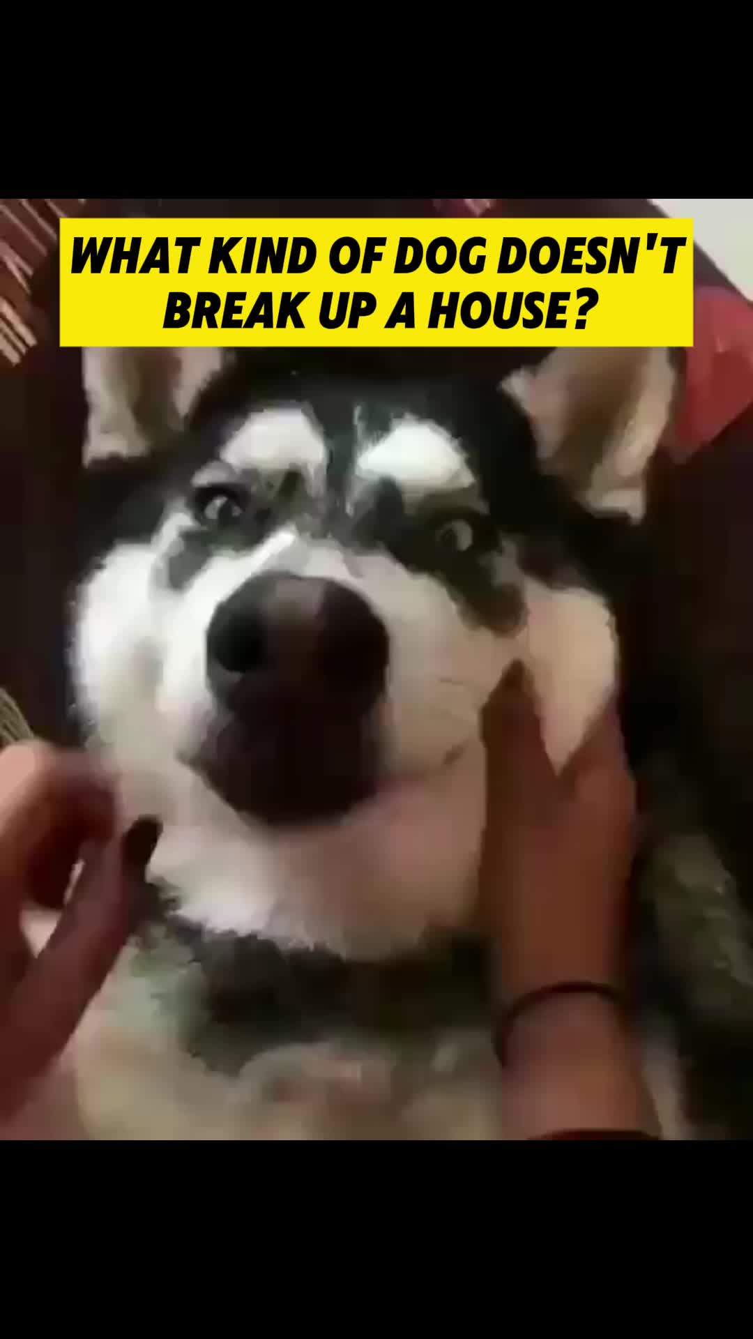 @cute dogs channel