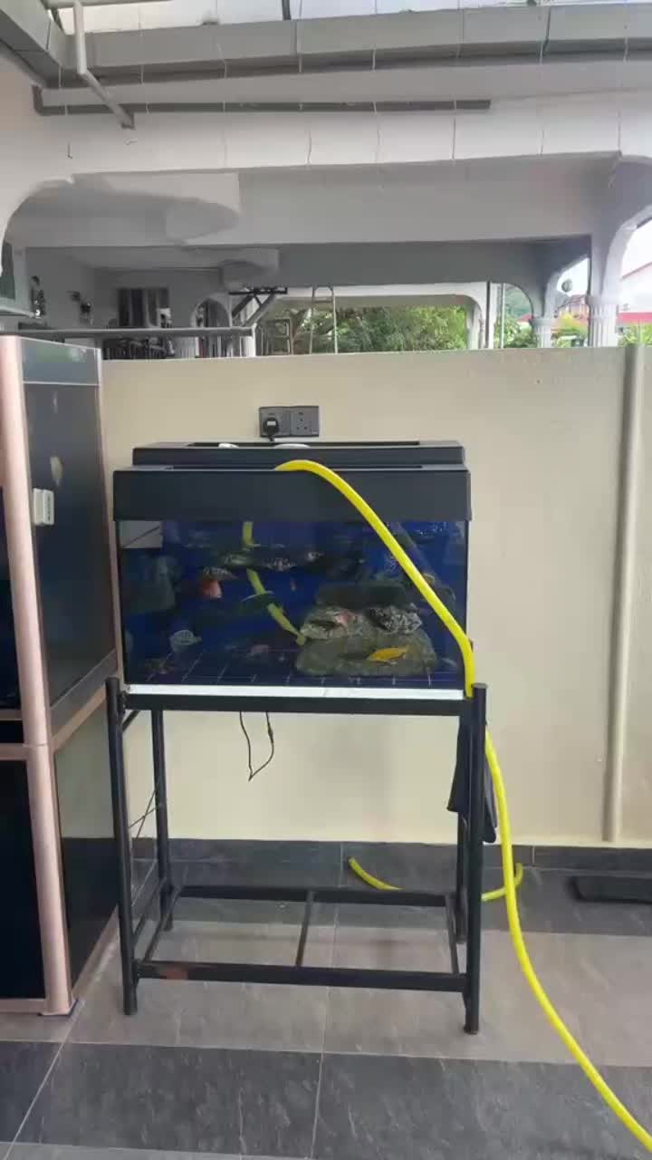 @Pearl Aquatics