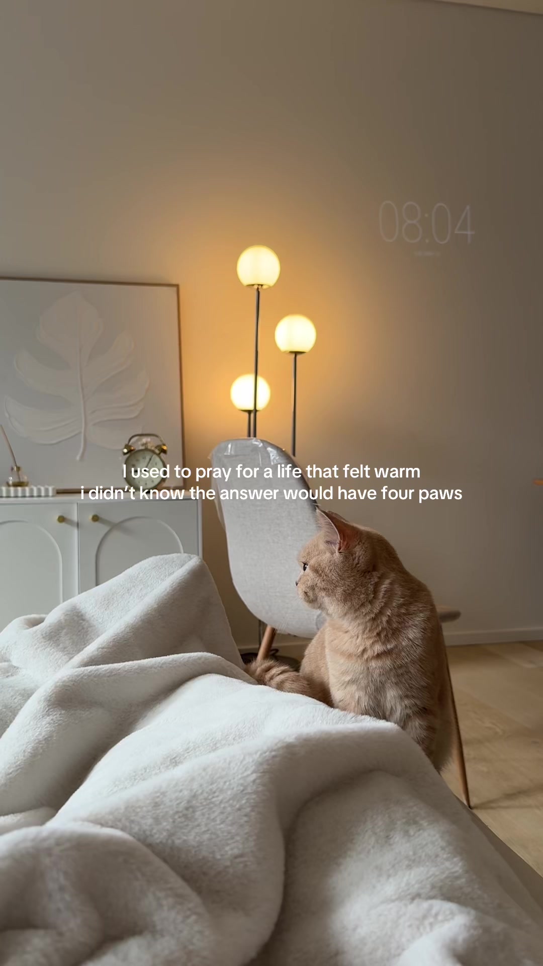 @Chuchu The British Shorthair