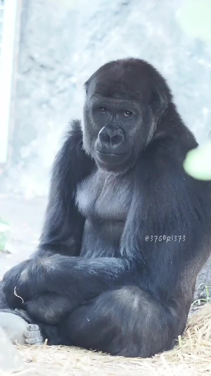 @Rani Rani