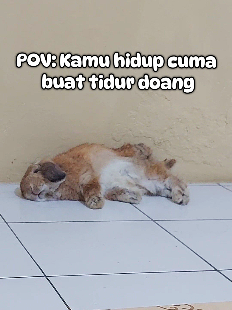 @Zada The Bunny