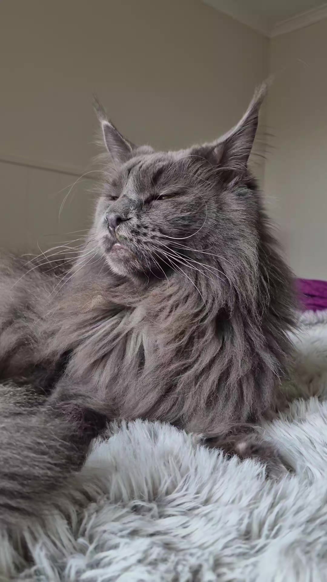 @Ragnar the Maine Coon 🐈