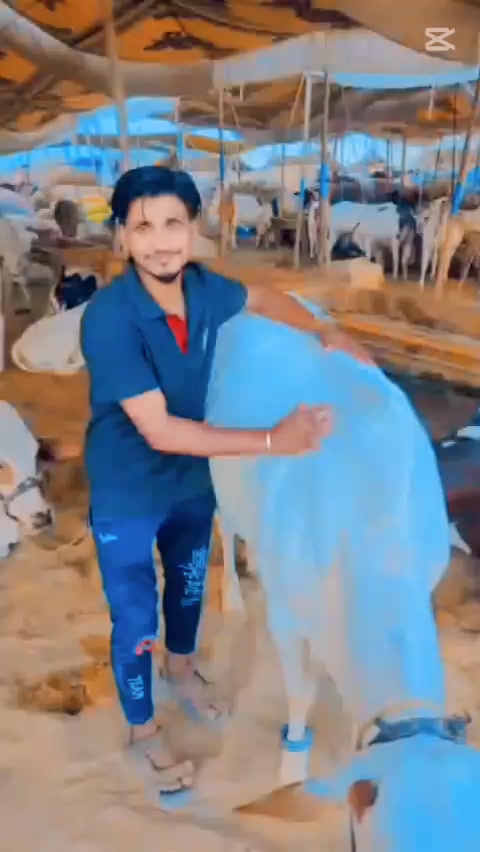 @shamoo🥰🥰🥰