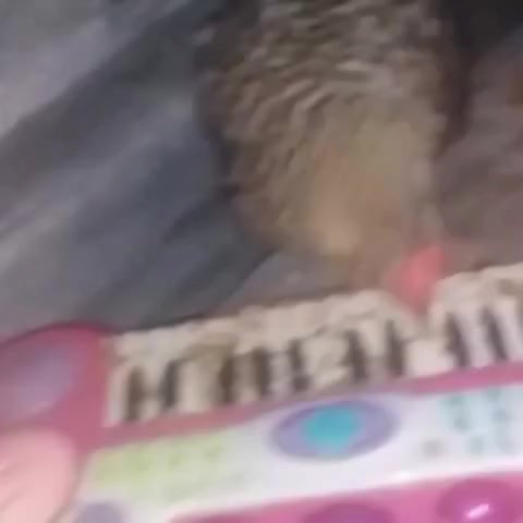 @tuffchickenburger